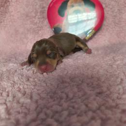 Twix - Chocolate and tan female Dachshund puppy in Opelika, Alabama from Dachshund Darlins