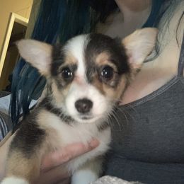 American Corgi and Pembroke Welsh Corgi Puppies from Chaotic Corgi’s