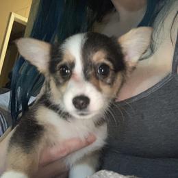 American Corgi and Pembroke Welsh Corgi Puppies from Chaotic Corgi’s