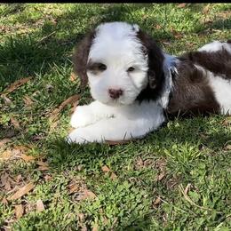 Bernedoodle and Goldendoodle Puppies from Paws 4 Doodles, LLC