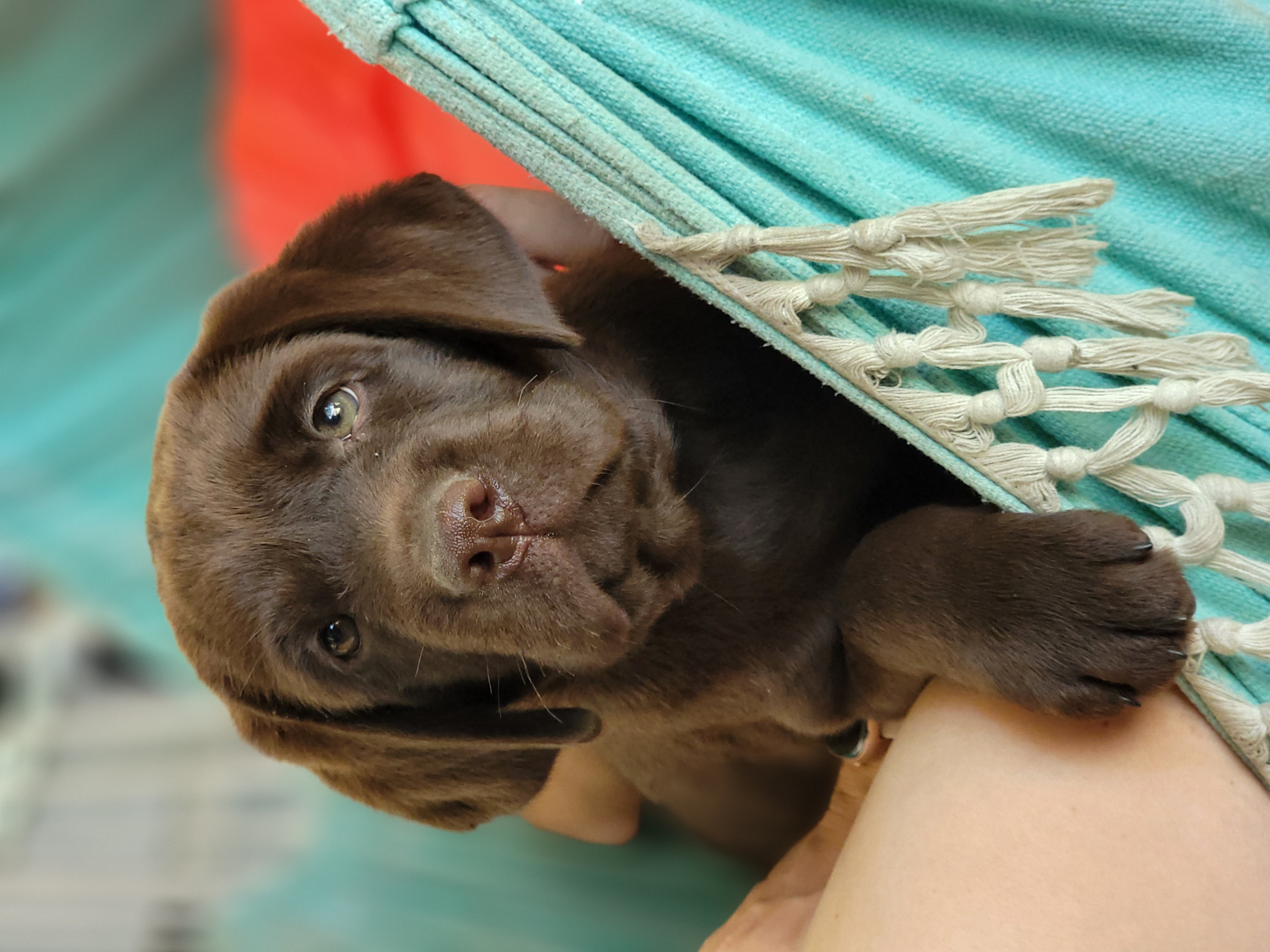Labrador Retriever Puppies from Lady Oak Labradors