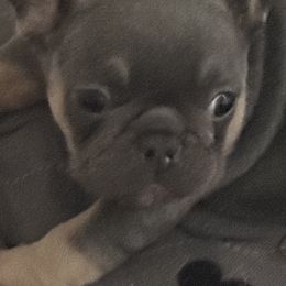 Dachshunds and French Bulldogs from Sabe and Shabe’s Doxies