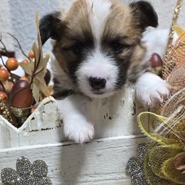 CASEY-FLUFFY - Sable male Pembroke Welsh Corgi puppy in Walker, Iowa from Double K Corgis