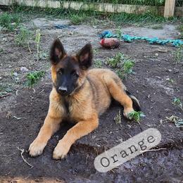 Orange - Mahogany and black male Belgian Tervuren puppy in Merrill, Michigan from Reves Vifs Belgian Shepherds