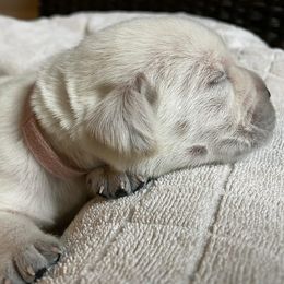 Light Pink - Yellow female Labrador Retriever puppy in Houston, Texas from Alpha English Labs