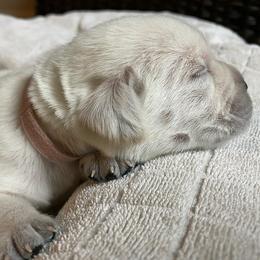 Light Pink - Yellow female Labrador Retriever puppy in Houston, Texas from Alpha English Labs