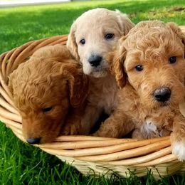 Goldendoodle, Labradoodle, and Poodle Puppies from Don't Forget to Doodle