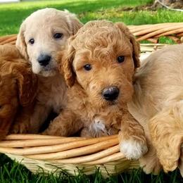 Goldendoodle, Labradoodle, and Poodle Puppies from Don't Forget to Doodle