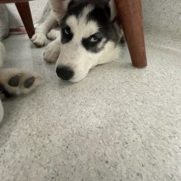 Rain - Siberian Husky puppy in Edinburg, Virginia from Mountain River Huskies