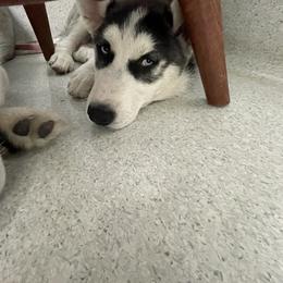Rain - Siberian Husky puppy in Edinburg, Virginia from Mountain River Huskies