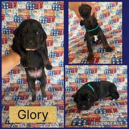 Glory - Black female Catahoula Leopard Dog puppy in Forbes, Minnesota from North Country Catahoulas