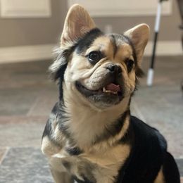 Harley  - French Bulldog