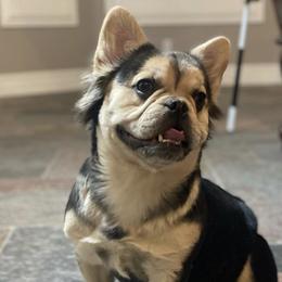 Harley  - French Bulldog