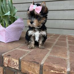 Yorkshire Terrier Puppies from Nalley Kennels