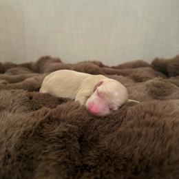 Honey - Cream female Dachshund puppy in Alpine, California from Christie's Doxies