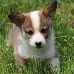 American Corgi Puppies from Diamond Corgis
