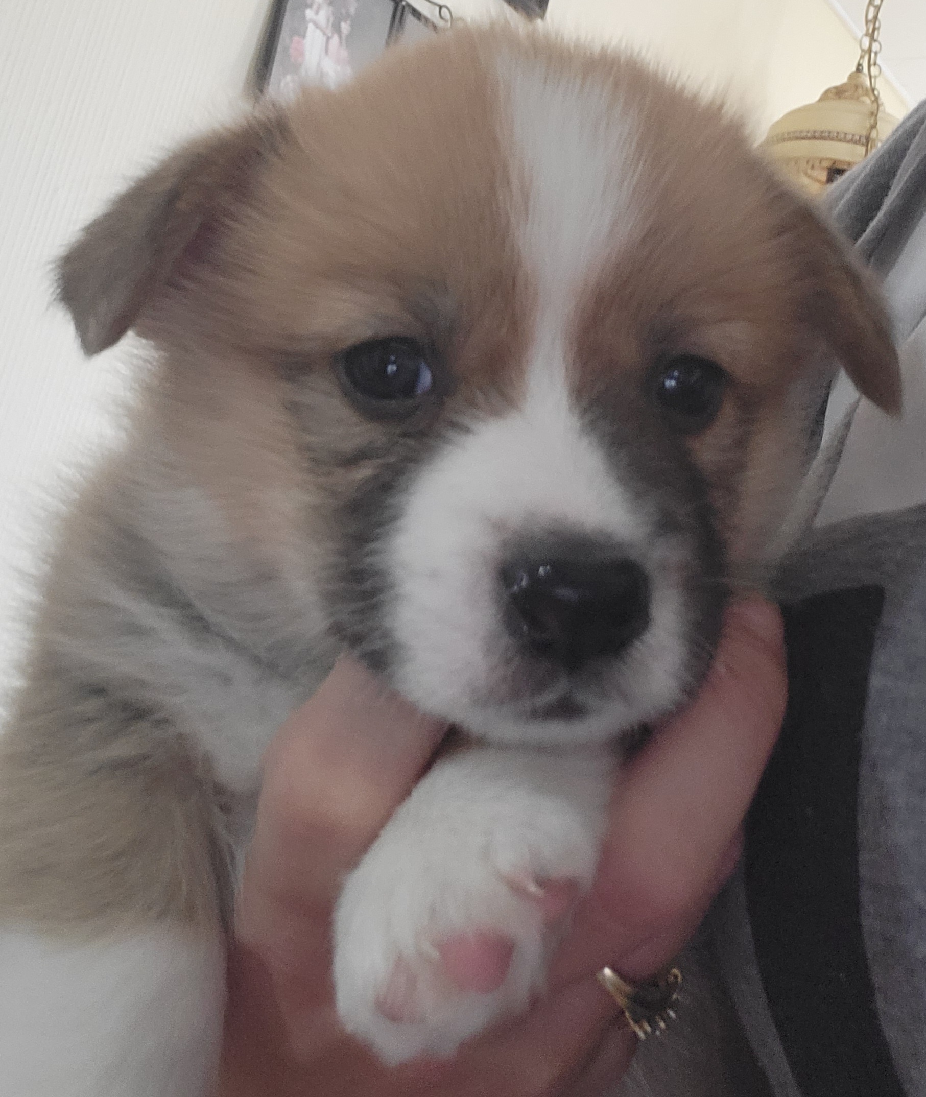 Pembroke Welsh Corgi Puppies from Michelle's House of Corgi's