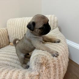 Little boy - Fawn male Pug puppy in Barry, Illinois from Tina’s Pugs