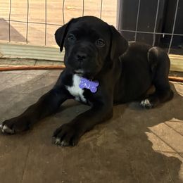 Purple - Gray brindle male Cane Corso puppy in Sullivan, Missouri from Midwest Cane Corso in Action