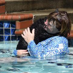 English Cocker Spaniel and Irish Water Spaniel Puppies from Landacre Irish Water Spaniels and English Cocker Spaniels