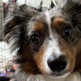 Australian Shepherds, Miniature American Shepherds, and Miniature Australian Shepherds from Spirited Aussies