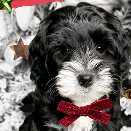 Boy 1 - Black male Australian Labradoodle puppy in Kentucky from Bluegrass Country Labradoodles