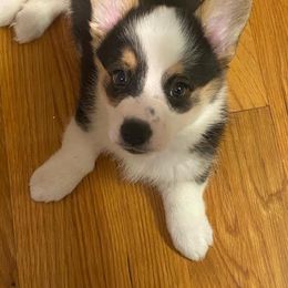 Pembroke Welsh Corgi Puppies from The Hope Ranch