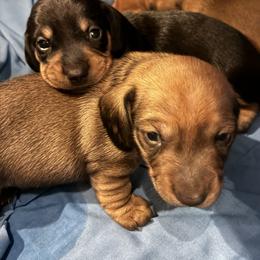 Romeo - Wild boar male Dachshund puppy in Houston, Texas from Individual