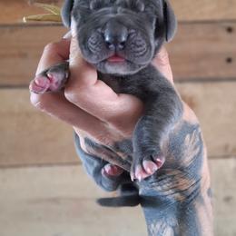 Shock gal - Blue female Great Dane puppy in Norwalk, Ohio from Swanger Danes
