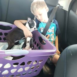 Boston Terrier Puppies from Cuddles and Licks Boston Babes