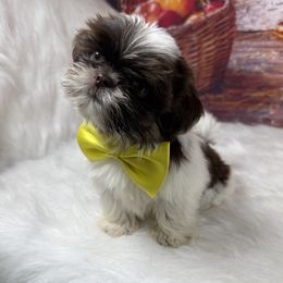 Waylon - Tricolor male Shih Tzu puppy in Columbia, Kentucky from Lisa Bandy Shih Tzu