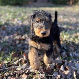 Alice - Black and tan female Airedale Terrier puppy in Huntersville, North Carolina from Cool Hand Luke Kennels