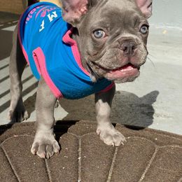 French Bulldog Puppies from Bleu Rock French Bulldogs