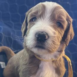 Yellow collar - Yuma (Mexico) - Apricot male Goldendoodle puppy in West Sacramento, California from Pomegranate Doodles
