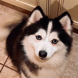 Zoey - Pomsky