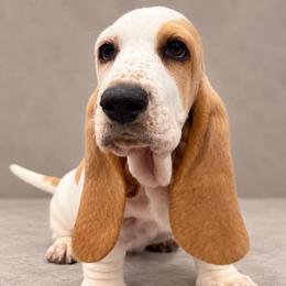 Elsa - Lemon and white female Basset Hound puppy in Monterey, Tennessee from Southern Belles Bassets