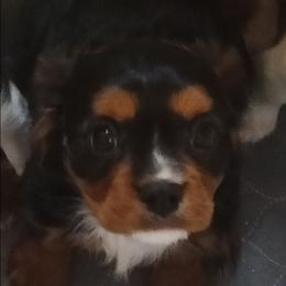 Hershey - Christmas special - Black and tan male Cavalier King Charles Spaniel puppy in East Providence, Rhode Island from Marta's Cavaliers