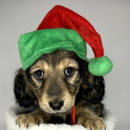 Karl - Dachshund puppy from Von Loos Dachshunds