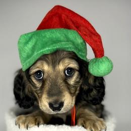 Karl - Dachshund puppy from Von Loos Dachshunds