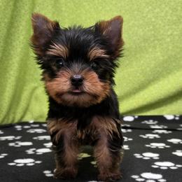 Cash - Blue and gold male Yorkshire Terrier puppy in Monticello, Iowa from Ashley’s Puppies