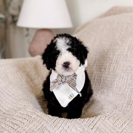 Asher - Black and white male Bernedoodle puppy in Cold Spring, Minnesota from A.N.A. Doodles