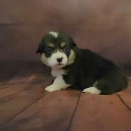 Miss Pink collar - Black and tan female Pembroke Welsh Corgi puppy in Grass Valley, California from Triple M Ranch Corgi's