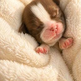 Bowie - Chocolate male Shih Tzu puppy in Ada, Oklahoma from Rollins Farms Shih Tzus
