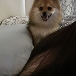 Mocha - Pomeranian