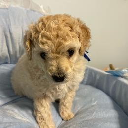 Bluey's - Apricot male Poodle puppy in Port Saint Lucie, Florida from Abbott Standard Poodles