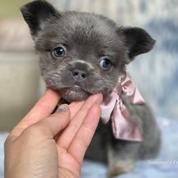 BELLA - Blue fawn female French Bulldog puppy in Miami, Oklahoma from Destiny Jones