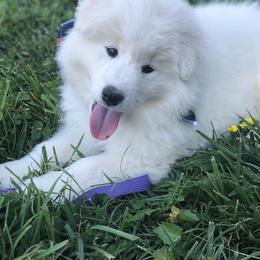 Samoyed Puppies from Morning Star Samoyeds