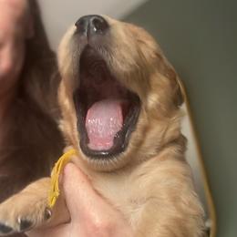 Cork - Golden male Golden Retriever puppy in Golden, Colorado from Legacy Retriever Project