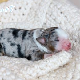 Pop-tart - Blue merle male Toy Australian Shepherd puppy in Charlestown, Indiana from Hydden Aussies