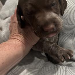 Girl 1 - Liver and white female German Shorthaired Pointer puppy in Bryan, Texas from Ehrenvogel and Bessdach Kennels
